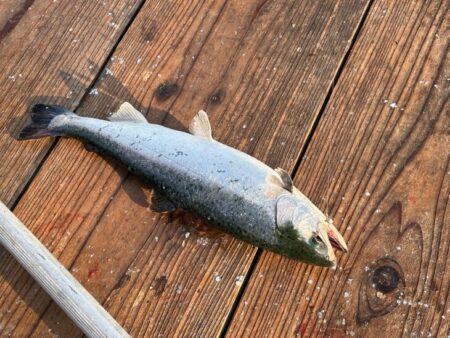 水宝でサーモン釣り｜厳しい！