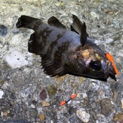 本荘人口島でメバリング｜スプリットで何とか反応！