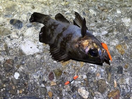 本荘人口島でメバリング｜スプリットで何とか反応！