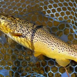 魚が強い！ ～岡崎トラウトポンド～