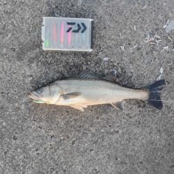 今年の初釣り(^^)