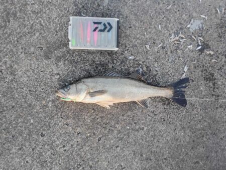 今年の初釣り(^^)