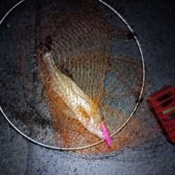 連日の釣果　シーバス２匹