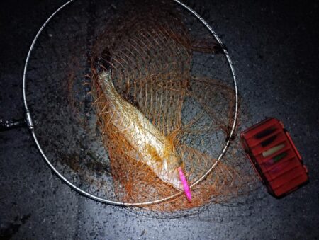 連日の釣果　シーバス２匹