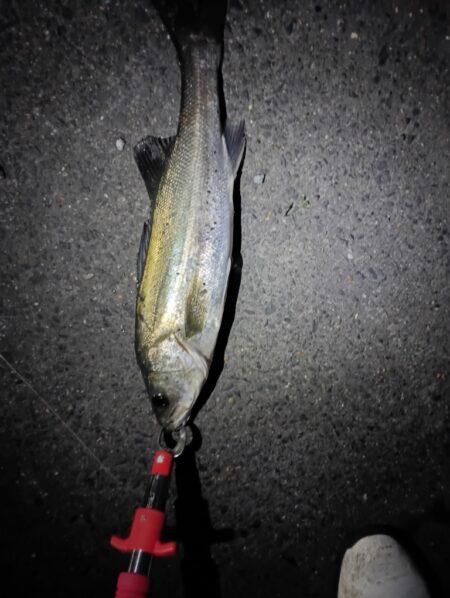 3日連続シーバスの釣果(^^)