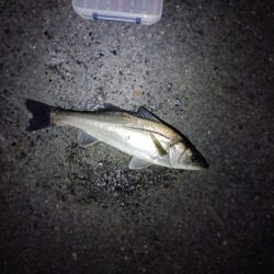 4日連続シーバスの釣果(^O^)