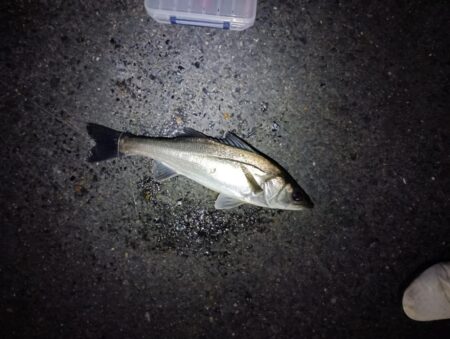 4日連続シーバスの釣果(^O^)