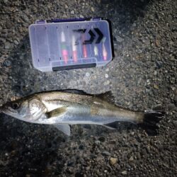 5日連続シーバスの釣果(^^)v