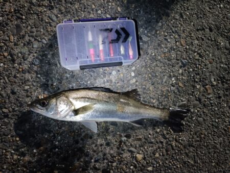 5日連続シーバスの釣果(^^)v