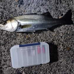 シーバス5匹(43cm〜55cm)