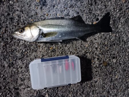 シーバス5匹(43cm〜55cm)