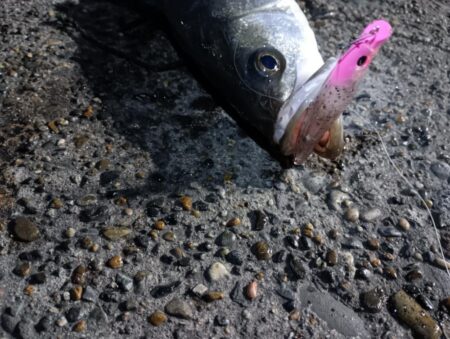 シーバス3匹（45cm〜50cm）