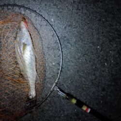 シーバス2匹(42cmと45cm)