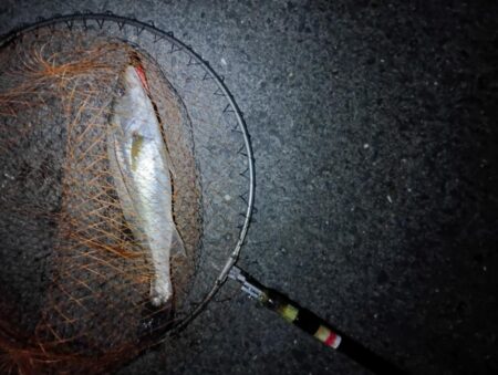 シーバス2匹(42cmと45cm)