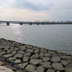 フラットフィッシュ