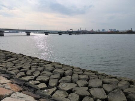 フラットフィッシュ