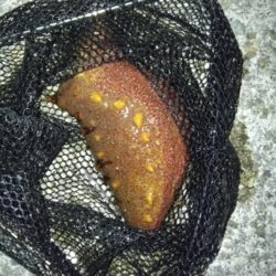 数年ぶりのリベンジへ。