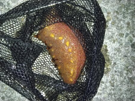 数年ぶりのリベンジへ。