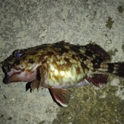 ボウズ覚悟でしたが、