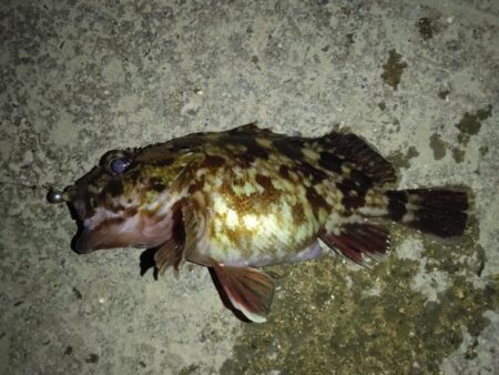 ボウズ覚悟でしたが、