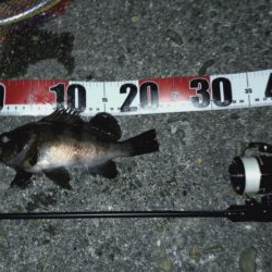 メバリング日和