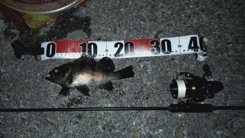 メバリング日和