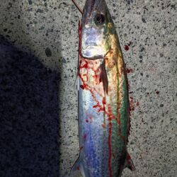 だいぶサイズが落ちてきた