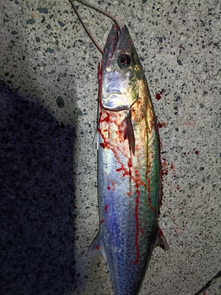 だいぶサイズが落ちてきた