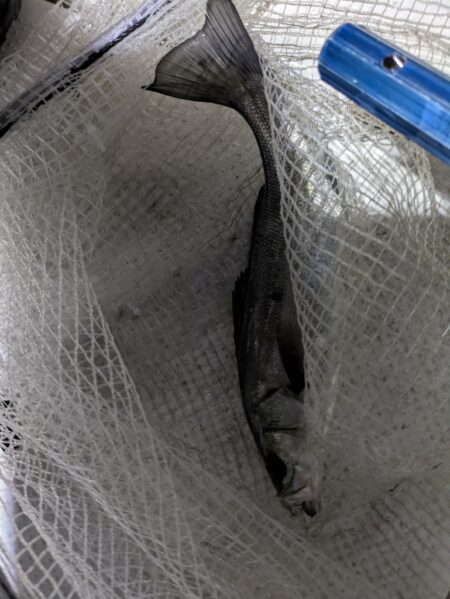 プラグシーバス