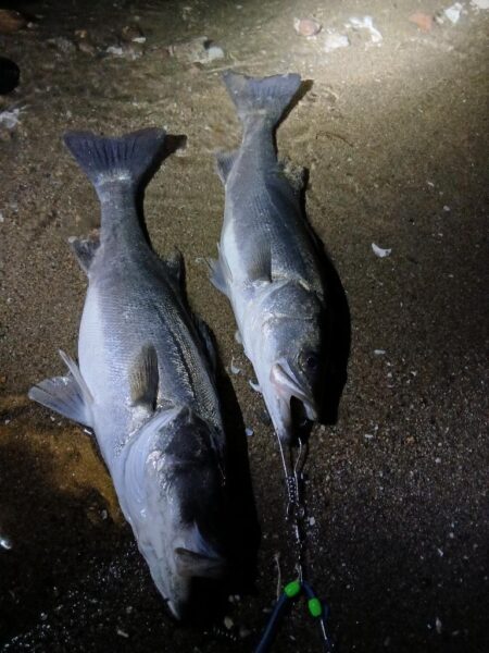 久しぶりのシーバス