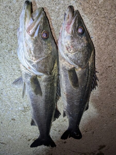 久しぶりの釣行