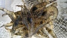 乗っ込みチヌ開幕‼【エビ撒き釣り】