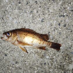 よく湧いてました