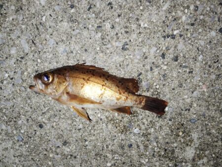 よく湧いてました