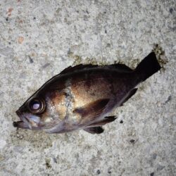 少数精鋭でした