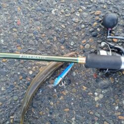 湾内漁港でカマス