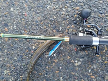 湾内漁港でカマス