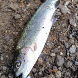 人生初の管理釣り場