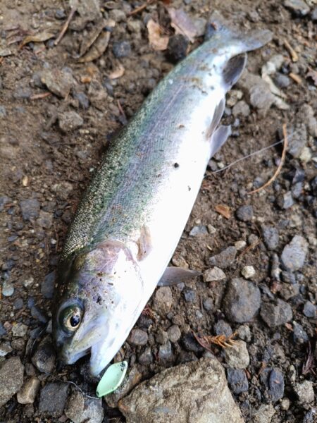 人生初の管理釣り場