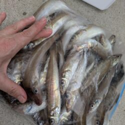 キス釣り☆荒川屋