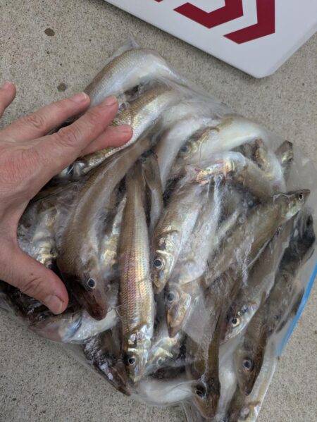 キス釣り☆荒川屋