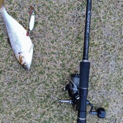 フィッシュイーター不在につき