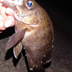 電気ウキ釣り 9