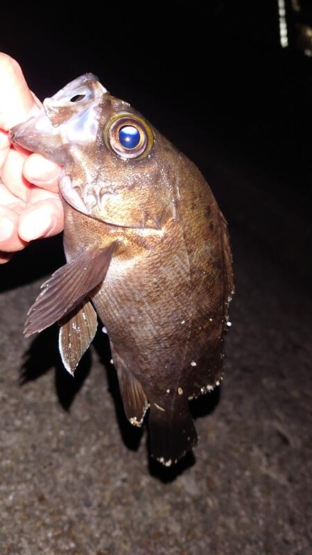 電気ウキ釣り 9