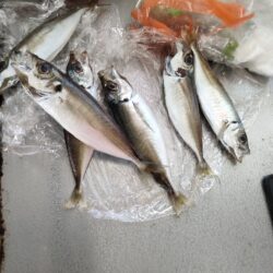 サビキ釣りでアジ