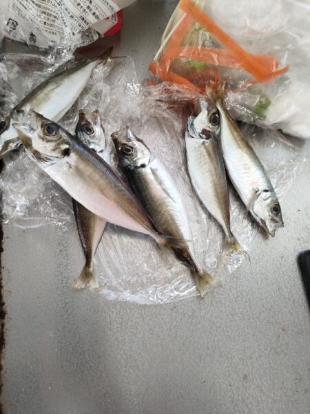 サビキ釣りでアジ