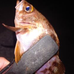 電気ウキ釣り 11