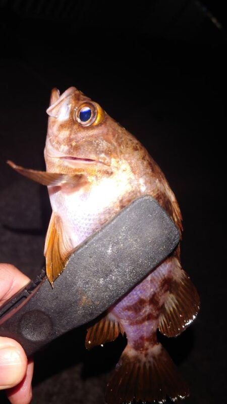 電気ウキ釣り 11