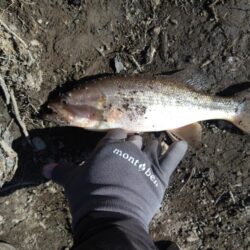 フリーリグで1本