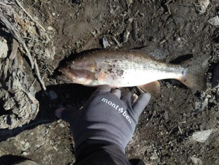 フリーリグで1本